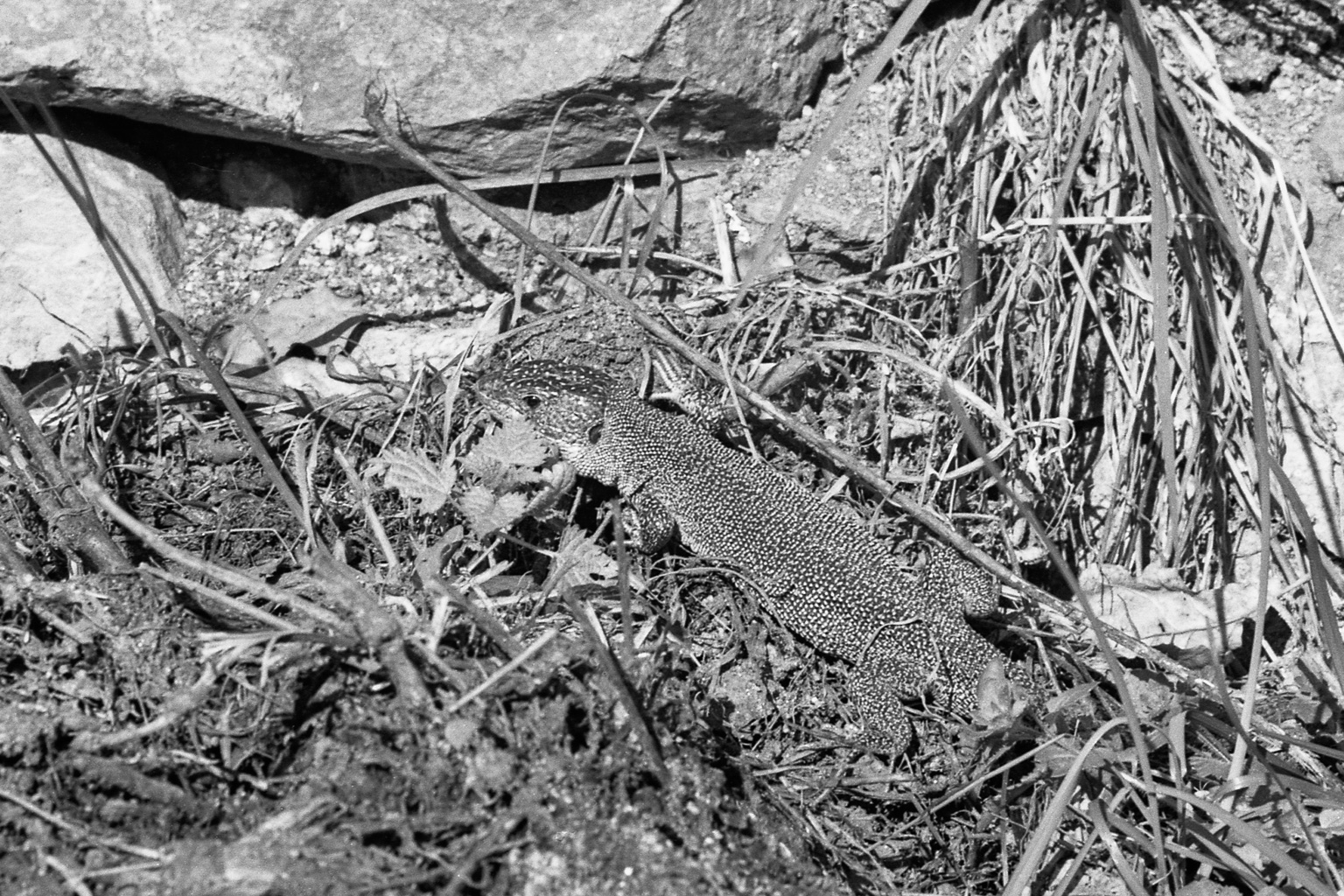 lézard
