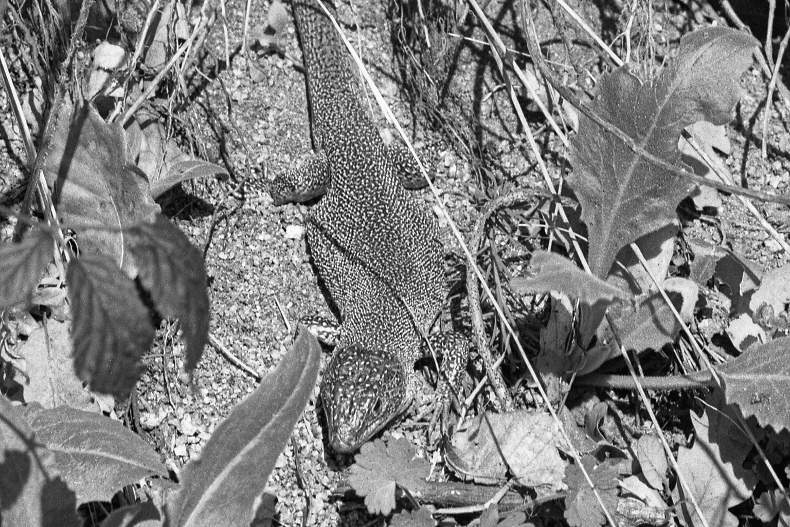 lézard