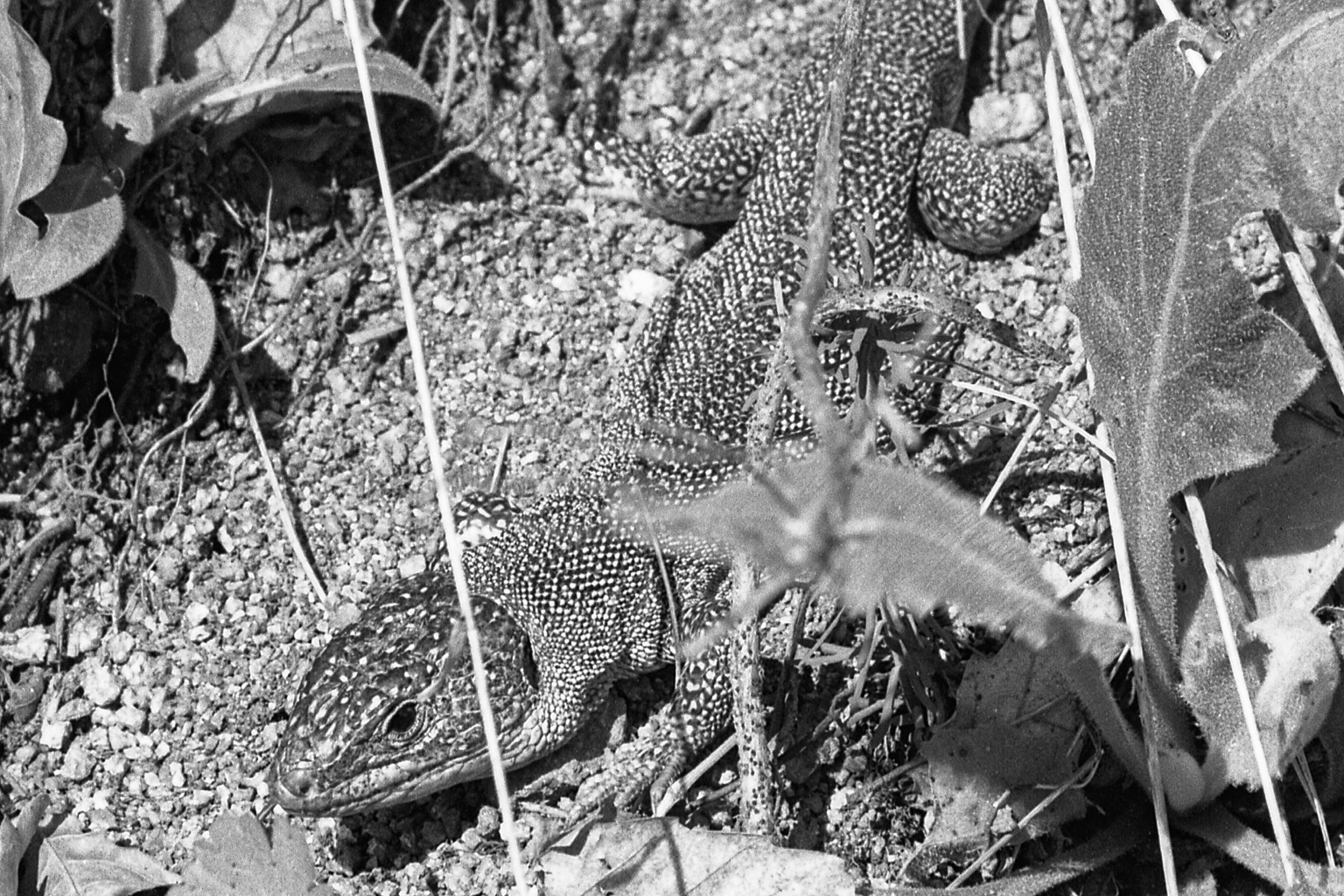 lézard