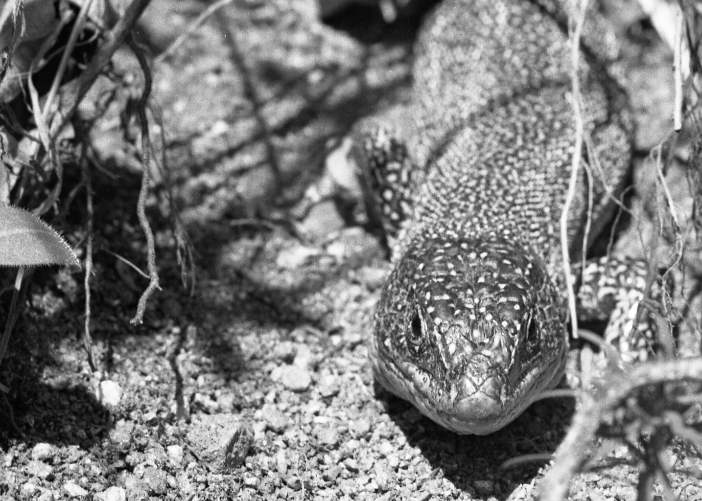 lézard
