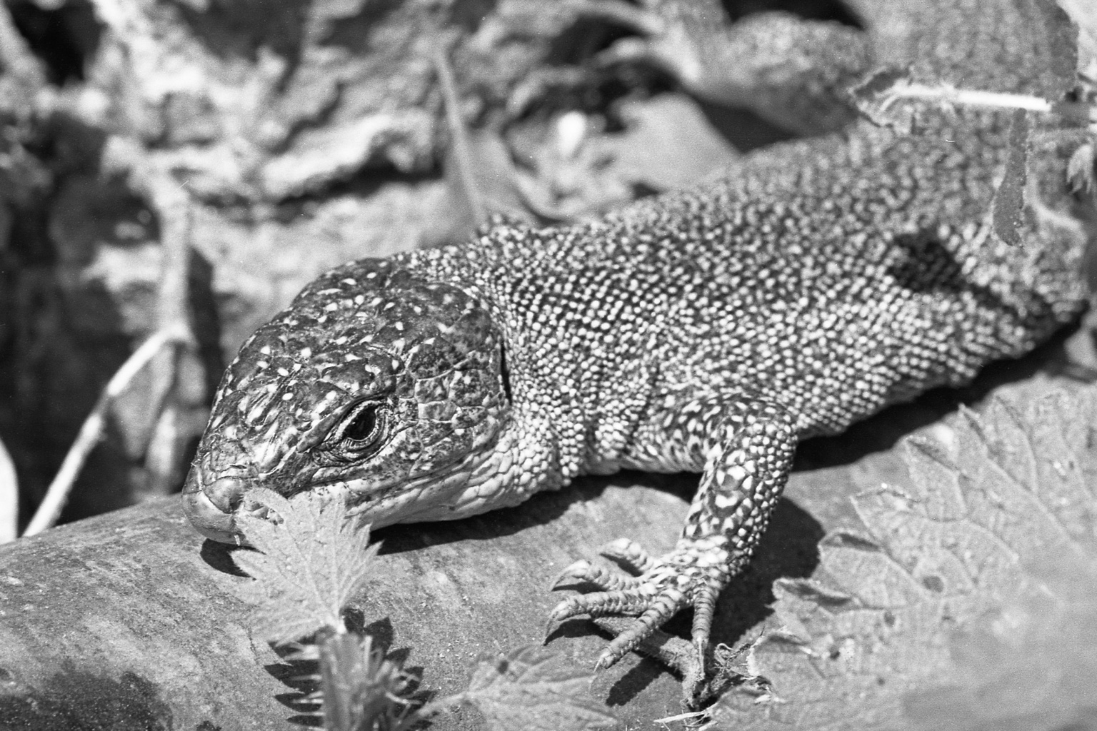lézard
