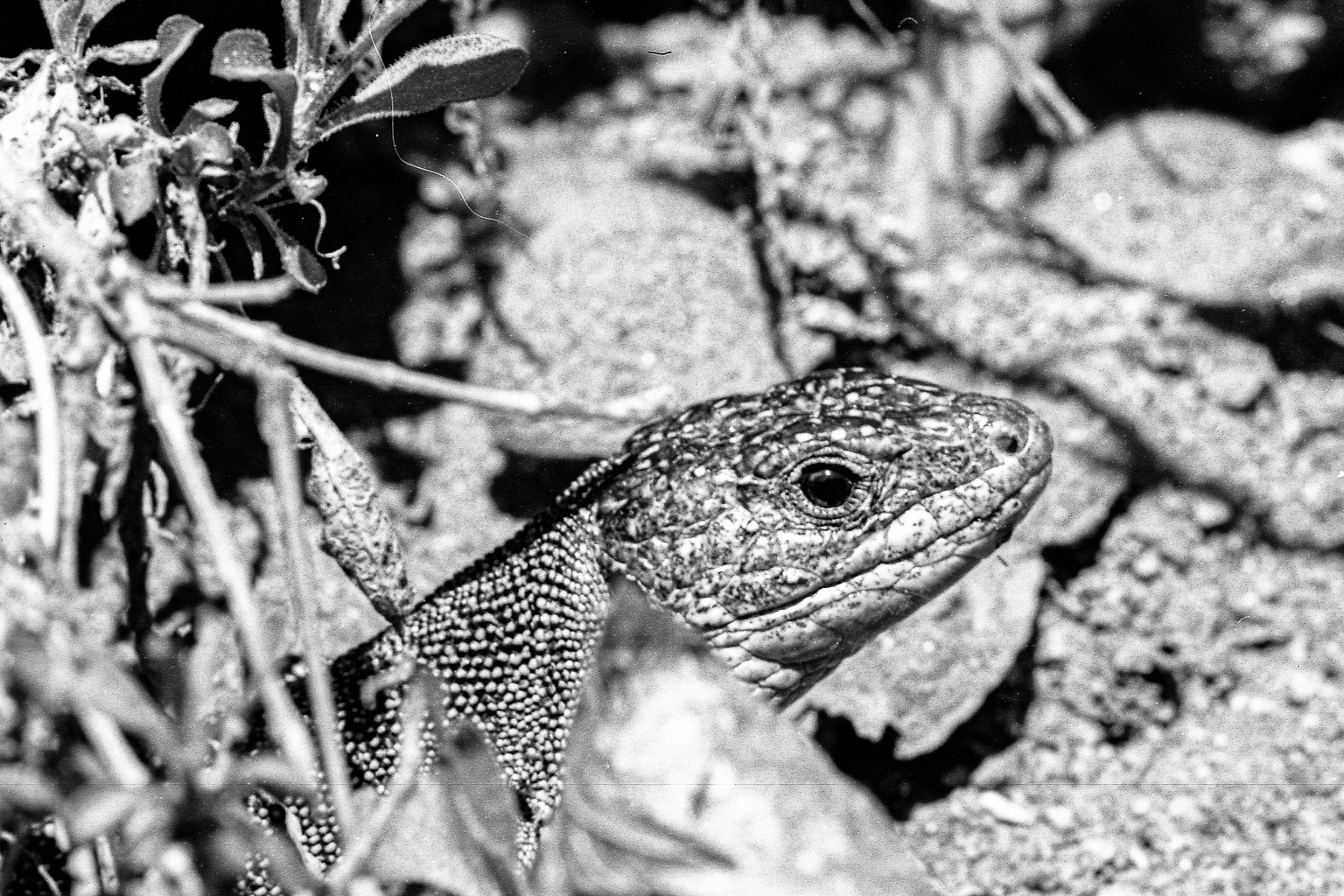 lézard