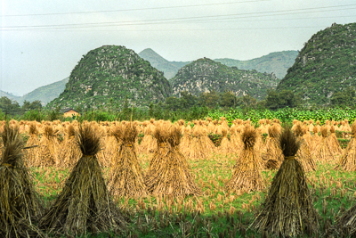 Des gerbes de récolte dressées dans un champ doré au pied de collines karstiques.