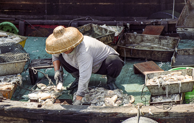 À bord de son sampan, une marchande prépare les poissons destinés à la vente.