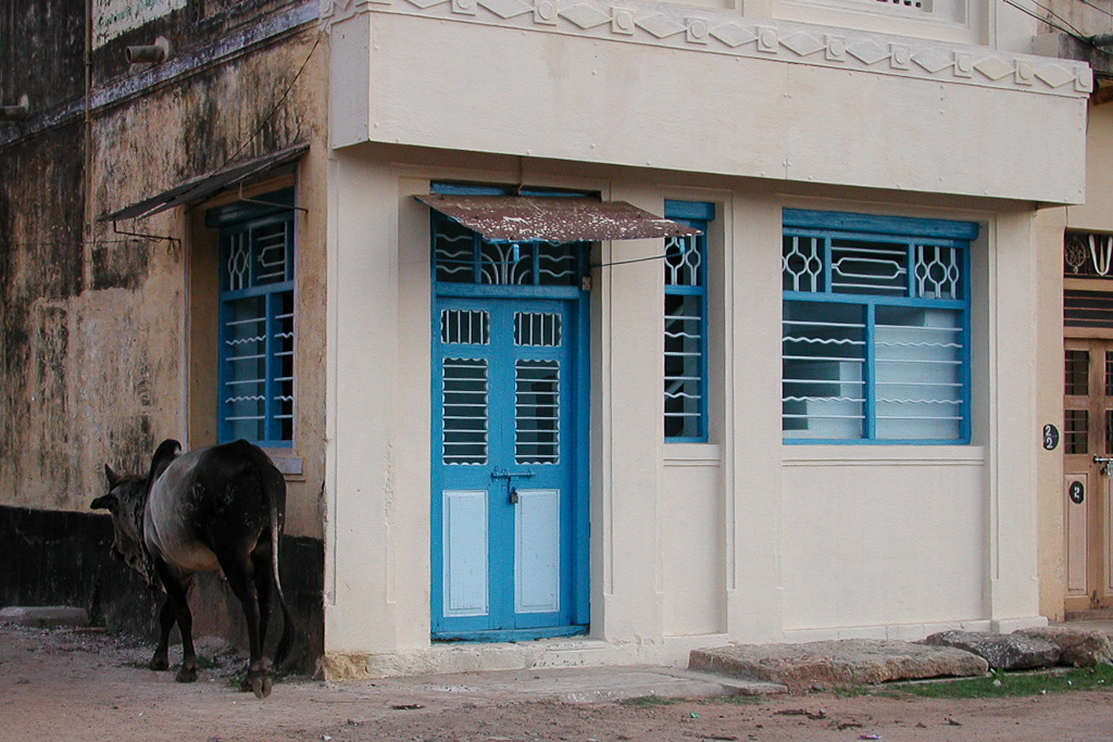 Une vache devant une maison aux portes bleues.