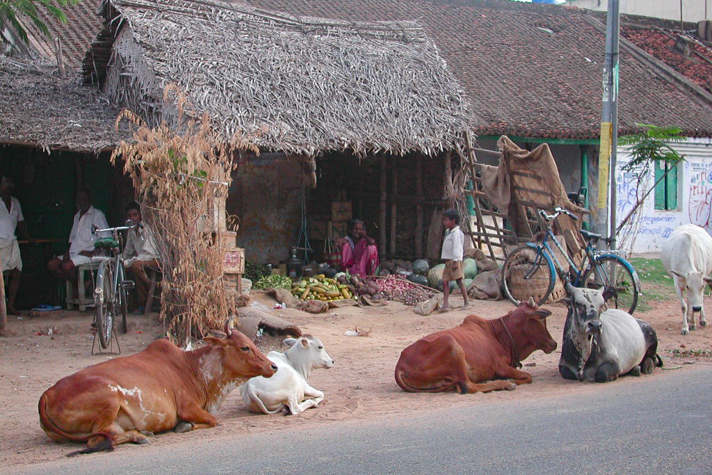 Des vaches se reposent devant des échoppes couvertes de chaume.