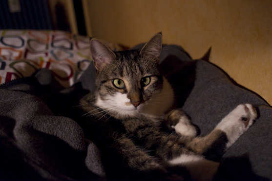Portrait de chat réalisé au Leica X1 à 1600 ISO