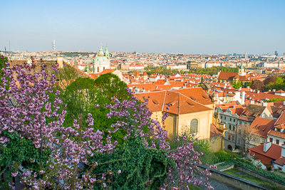 Vue sur les toits de Prague et les lilas en fleurs