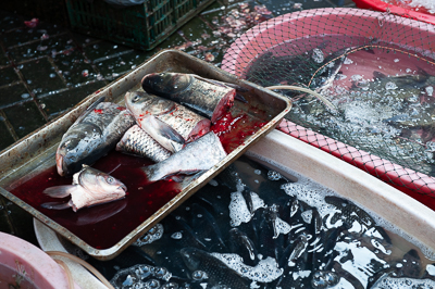 Poissons frais présentés dans des bassines à Shanghai