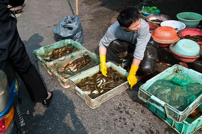 Poissonnier travaillant au milieu des bassines dans une rue de Shanghai