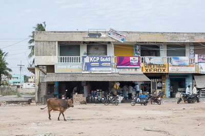 Une vache traverse devant le Sky Biryani Hotel, un centre de photocopies et plusieurs commerces.