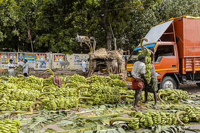 Des centaines de régimes de bananes sont alignés au sol dans un marché de gros.