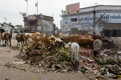 Un troupeau de vaches fouille les déchets accumulés sur un terrain vague en pleine ville.