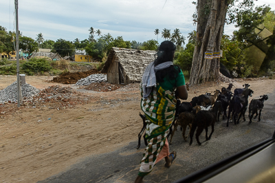 Une femme conduit un petit troupeau de chèvres le long de la route.