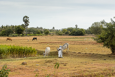 Bœufs et chèvres paissent dans un champ récolté, sous un ciel devenu plus couvert.