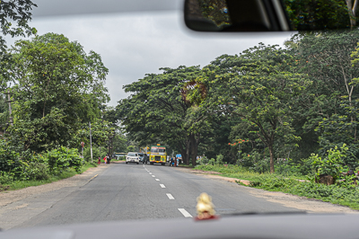 La route passe sous une voûte de grands arbres tandis qu'un bus arrive en sens inverse.