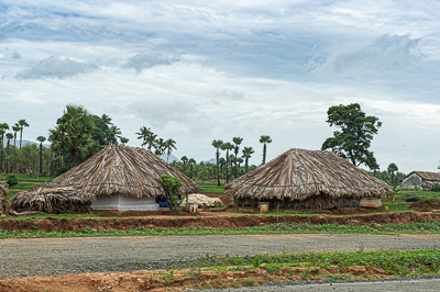 Deux huttes aux toits de palmes se dressent au milieu des cultures et des cocotiers.