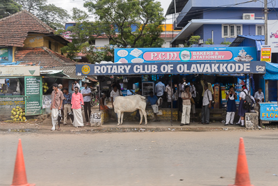 Voyageurs, écolières et une vache attendent sous l'enseigne du Rotary Club d'Olavakkode.