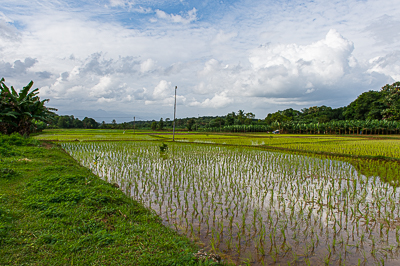 De jeunes plants de riz émergent d'une parcelle inondée sous un vaste ciel nuageux.