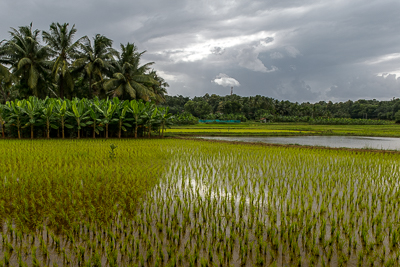 La lumière traverse les nuages au-dessus des jeunes plants de riz et des cocotiers.