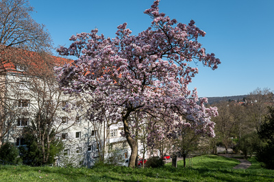 Les magnolias en fleurs